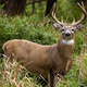 Image for article titled Deer Shot By Obsessed Fan